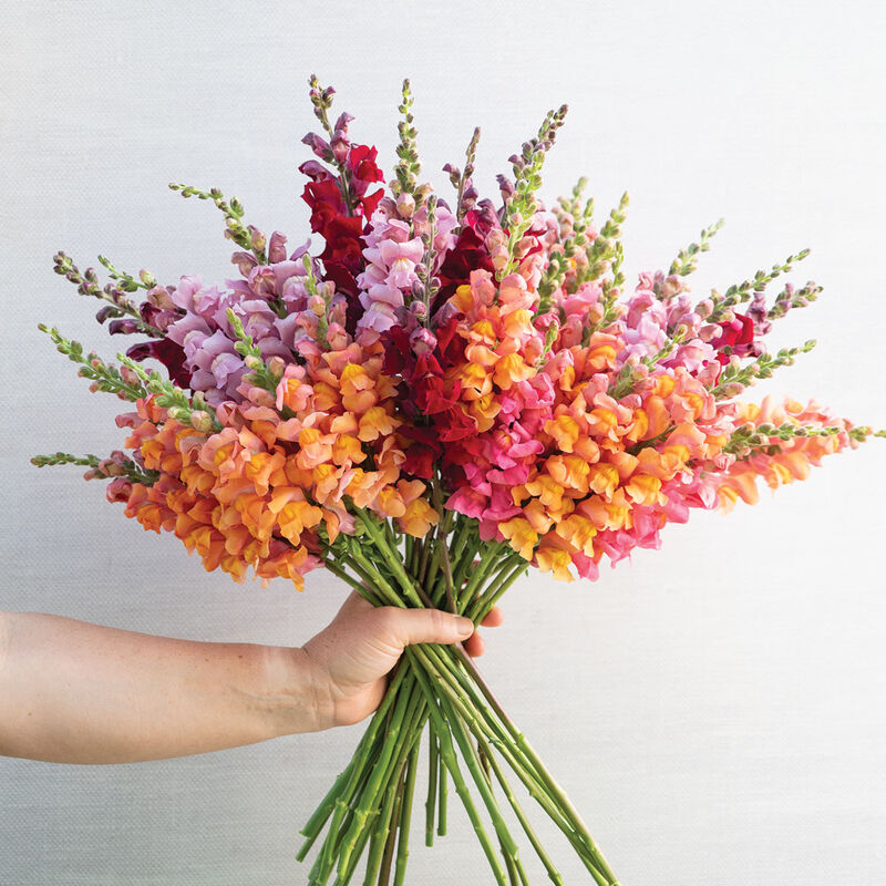 Snapdragon Cannes Series (4 cell pack)