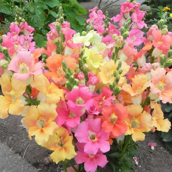 Snapdragon Chantilly Series