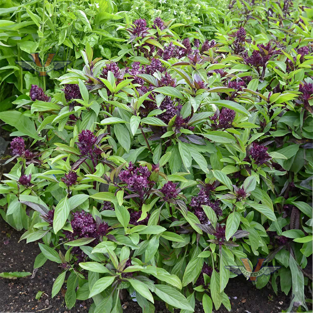 Thai Basil (4 cell pack)